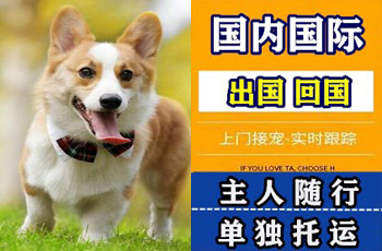 锡林郭勒盟宠物托运公司锡林郭勒盟宠物托运公司锡林郭勒盟宠物托运公司